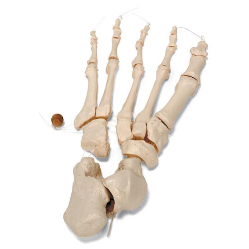 Yarım iskelet, monte edilmemiş - 3B Smart Anatomy, 1020156 [A04/1], Montaji yapilmamis iskelet