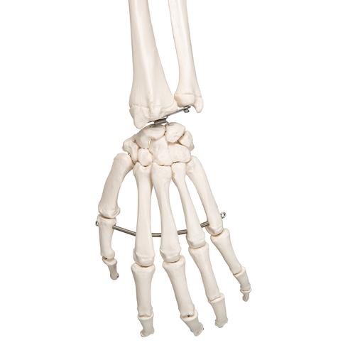 5 tekerlekli metal ayak üzerinde birleşik bağ dokulu İskelet Leo A12 - 3B Smart Anatomy, 1020175 [A12], Iskelet Modelleri - Gerçek Boy
