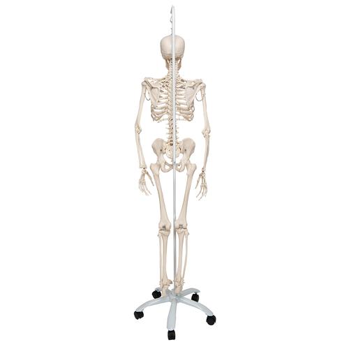 İskelet Phil A15/3, 5 tekerlekli metal askılı stand üzerinde fizyolojik iskelet - 3B Smart Anatomy, 1020179 [A15/3], Iskelet Modelleri - Gerçek Boy