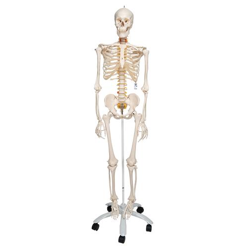 İskelet Fred A15, 5 tekerlekli metal ayak üzerindeki esnek iskelet - 3B Smart Anatomy, 1020178 [A15], Iskelet Modelleri - Gerçek Boy
