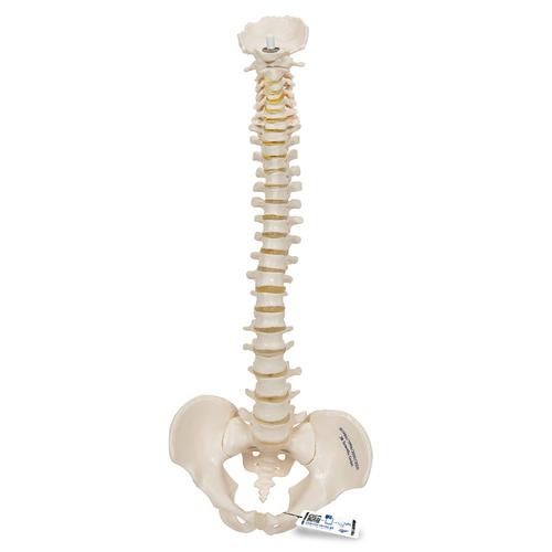 Mini Omurga, Elastik - 3B Smart Anatomy, 1000042 [A18/20], Mini Skeleton Modelleri
