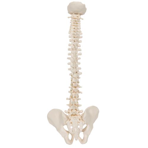 Mini Omurga, Elastik - 3B Smart Anatomy, 1000042 [A18/20], Mini Skeleton Modelleri
