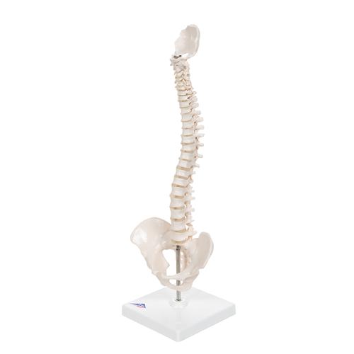 Mini Omurga, Elastik, Destek Üzerinde - 3B Smart Anatomy, 1000043 [A18/21], Mini Skeleton Modelleri