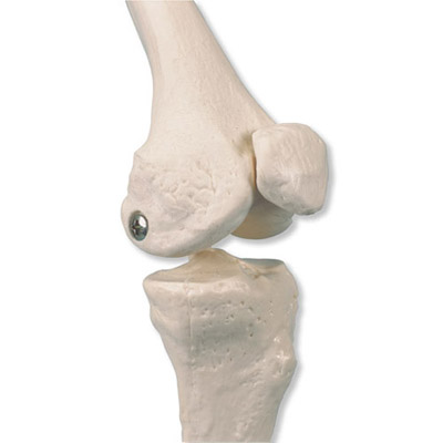 Mini İskelet "Shorty“, Boyalı kaslarla, Ayaklık üzerinde - 3B Smart Anatomy, 1000044 [A18/5], Mini Skeleton Modelleri