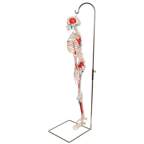 Mini İskelet "Shorty“, Boyalı kaslarla, Askılı destek üzerinde - 3B Smart Anatomy, 1000045 [A18/6], Mini Skeleton Modelleri