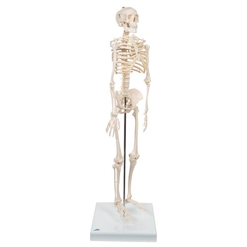 Mini İskelet "Shorty“, ayaklık üzerinde - 3B Smart Anatomy, 1000039 [A18], Mini Skeleton Modelleri