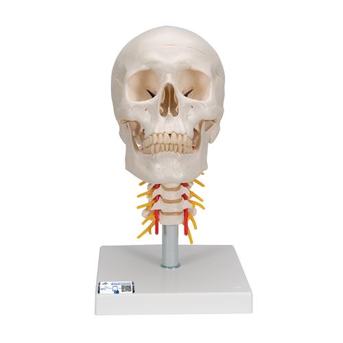 Klasik kafatası, boyun omurları üzerinde, 4 parçalı - 3B Smart Anatomy, 1020160 [A20/1], Kafatası Modelleri