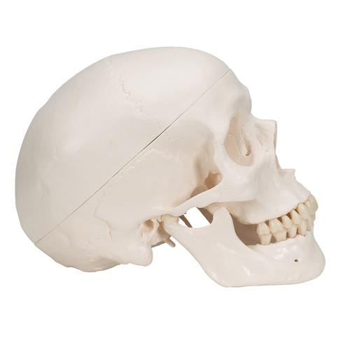 Klasik kafatası, beyinle birlikte, 8 parçalı - 3B Smart Anatomy, 1020162 [A20/9], Kafatası Modelleri