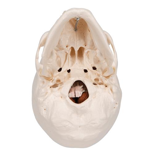 Klasik kafatası, beyinle birlikte, 8 parçalı - 3B Smart Anatomy, 1020162 [A20/9], Kafatası Modelleri