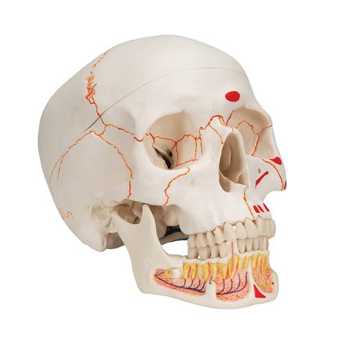 Klasik kafatası, açılmış mandibulalı, boyalı, 3 parçalı - 3B Smart Anatomy, 1020167 [A22/1], Kafatası Modelleri