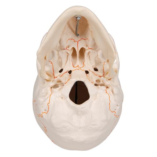 Klasik kafatası, açık mandibulalı, 3 parçalı - 3B Smart Anatomy, 1020166 [A22], Kafatası Modelleri