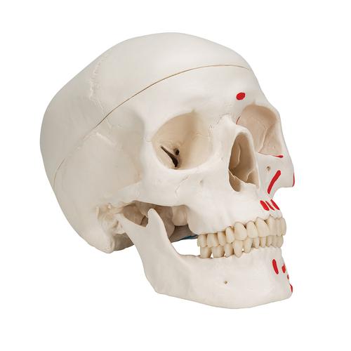 Klasik kafatası, boyalı, 3 parçalı - 3B Smart Anatomy, 1020168 [A23], Kafatası Modelleri
