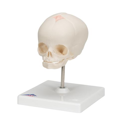 Fetal Kafatası, Destek üzerinde - 3B Smart Anatomy, 1000058 [A26], Kafatası Modelleri