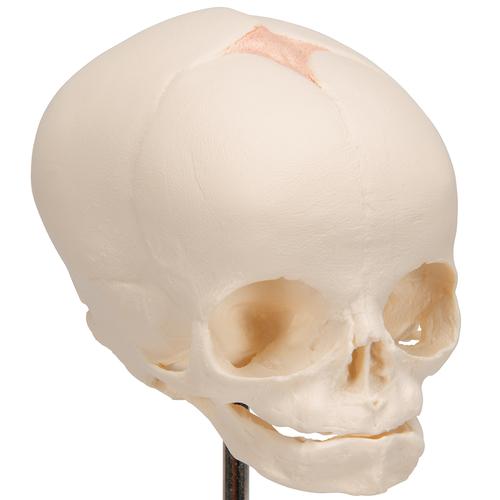 Fetal Kafatası, Destek üzerinde - 3B Smart Anatomy, 1000058 [A26], Kafatası Modelleri