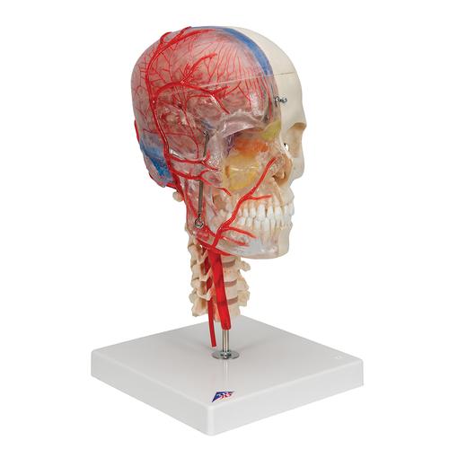 BONElike Kafatası - Eğitici lüks kafatası, 7 parçalı - 3B Smart Anatomy, 1000064 [A283], Kafatası Modelleri