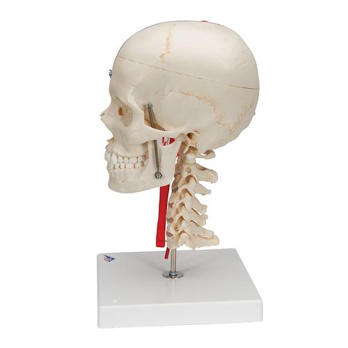 BONElike Kafatası - Eğitici lüks kafatası, 7 parçalı - 3B Smart Anatomy, 1000064 [A283], Omurga Modelleri