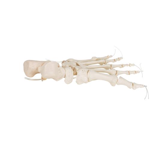 Ayak iskeleti gevşek bir şekilde naylon üzerine geçirilmiştir - 3B Smart Anatomy, 1019356 [A30/2], Ayak ve bacak iskelet modelleri