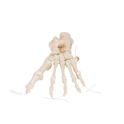 Ayak iskeleti gevşek bir şekilde naylon üzerine geçirilmiştir - 3B Smart Anatomy, 1019356 [A30/2], Ayak ve bacak iskelet modelleri