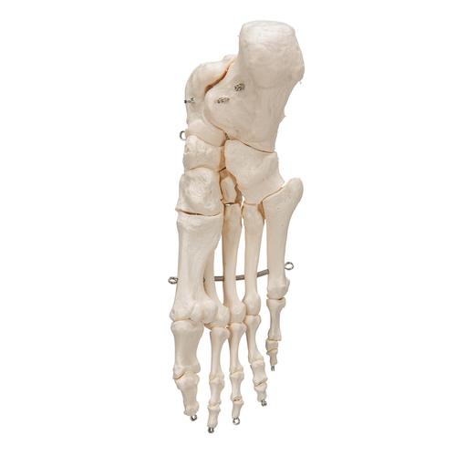Ayak iskeleti tel üzerine geçirilmiştir - 3B Smart Anatomy, 1019355 [A30], Ayak ve bacak iskelet modelleri