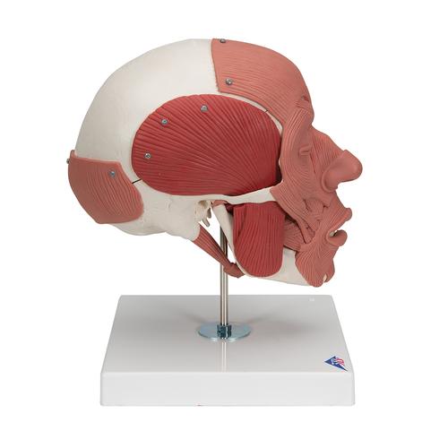 Kafatası Modeli - Yüz kaslarıyla birlikte - 3B Smart Anatomy, 1020181 [A300], Kafatası Modelleri