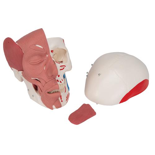 Kafatası Modeli - Yüz kaslarıyla birlikte - 3B Smart Anatomy, 1020181 [A300], Kafatası Modelleri
