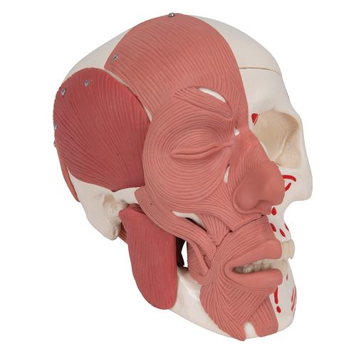 Kafatası Modeli - Yüz kaslarıyla birlikte - 3B Smart Anatomy, 1020181 [A300], Baş Modelleri
