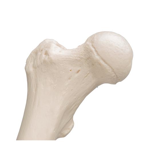 Uyluk kemiği - 3B Smart Anatomy, 1019360 [A35/1], Ayak ve bacak iskelet modelleri