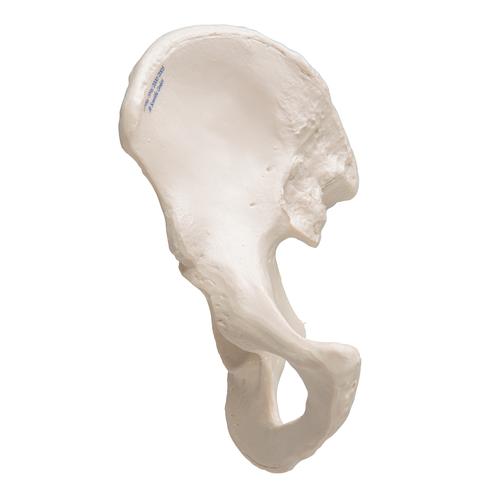 Kalça kemiği - 3B Smart Anatomy, 1019365 [A35/5], Ayak ve bacak iskelet modelleri
