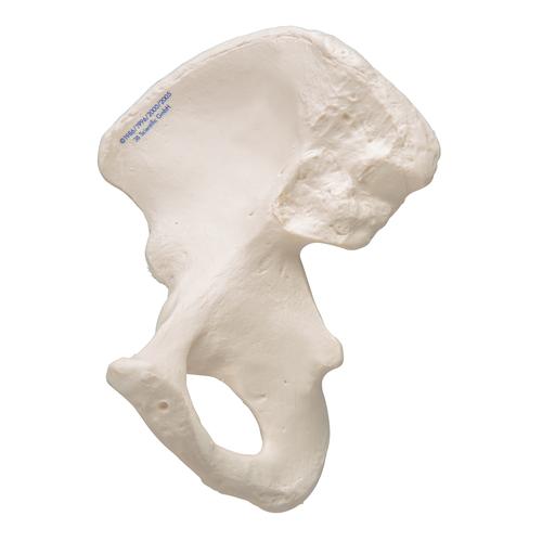 Kalça kemiği - 3B Smart Anatomy, 1019365 [A35/5], Ayak ve bacak iskelet modelleri