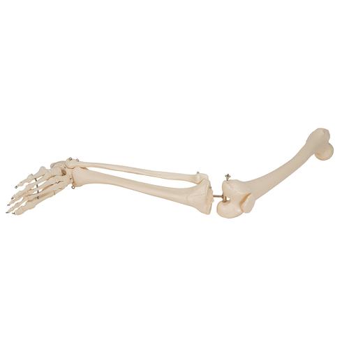 Ayaklı bacak iskeleti - 3B Smart Anatomy, 1019359 [A35], Ayak ve bacak iskelet modelleri