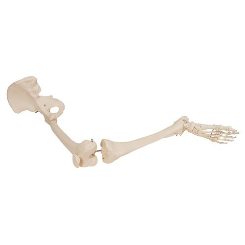 Kalça kemiğiyle bacak iskeleti - 3B Smart Anatomy, 1019366 [A36], Ayak ve bacak iskelet modelleri