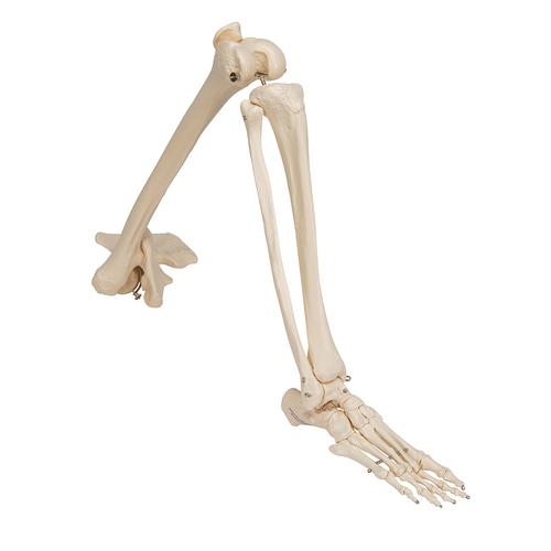 Kalça kemiğiyle bacak iskeleti - 3B Smart Anatomy, 1019366 [A36], Ayak ve bacak iskelet modelleri