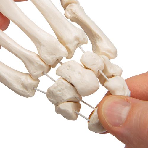 El iskeleti gevşek bir şekilde naylon üzerine geçirilmiştir - 3B Smart Anatomy, 1019368 [A40/2], El ve kol iskelet modelleri
