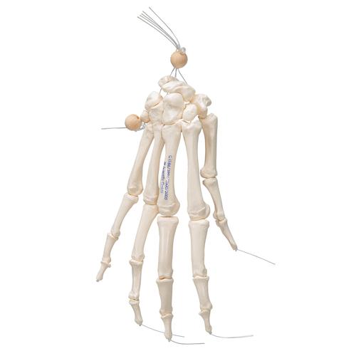El iskeleti gevşek bir şekilde naylon üzerine geçirilmiştir - 3B Smart Anatomy, 1019368 [A40/2], El ve kol iskelet modelleri