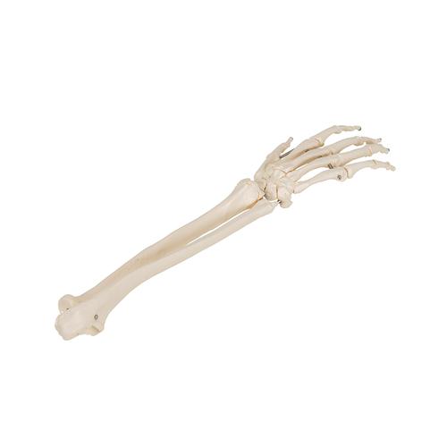Alt kolla birlikte el iskeleti tel üzerine geçirilmiştir - 3B Smart Anatomy, 1019370 [A41], El ve kol iskelet modelleri