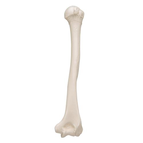 Üst kol kemikleri - 3B Smart Anatomy, 1019372 [A45/1], El ve kol iskelet modelleri