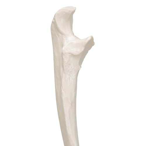 Dirsek kemiği - 3B Smart Anatomy, 1019373 [A45/2], El ve kol iskelet modelleri