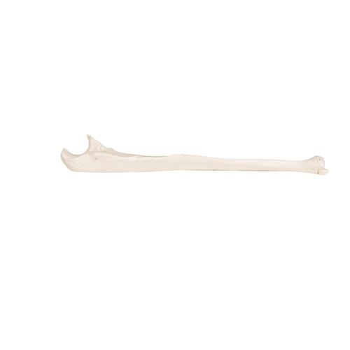 Dirsek kemiği - 3B Smart Anatomy, 1019373 [A45/2], El ve kol iskelet modelleri
