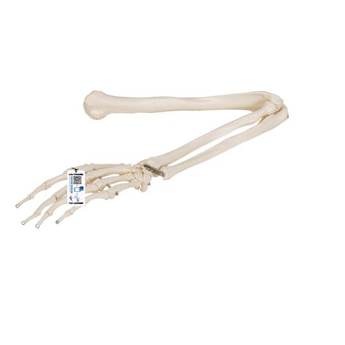Kol iskeleti - 3B Smart Anatomy, 1019371 [A45], El ve kol iskelet modelleri