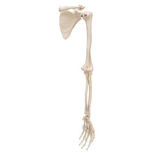 Kürek ve köprücük kemiğiyle kol iskeleti - 3B Smart Anatomy, 1019377 [A46], El ve kol iskelet modelleri