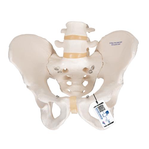 Erkek Pelvis Modeli - 3B Smart Anatomy, 1000133 [A60], Cinsel Organ ve Kalça Modelleri