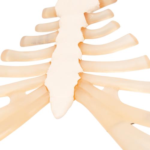 Kostal kıkırdaklı Göğüs Kemiği - 3B Smart Anatomy, 1000136 [A69], Tek kemik modelleri