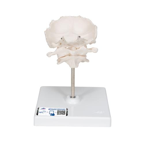 Atlas ve Eksen, Oksipitalle, Çıkartılabilir destek üzerinde montajlı - 3B Smart Anatomy, 1000142 [A71/5], Tek kemik modelleri