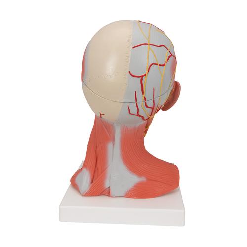 Baş ve Boyun Kasları Modeli, 5 parça - 3B Smart Anatomy, 1000214 [C05], Baş Modelleri