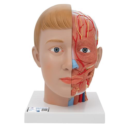 Baş ve Boyun Modeli, 4 parça - 3B Smart Anatomy, 1000216 [C07], Baş Modelleri