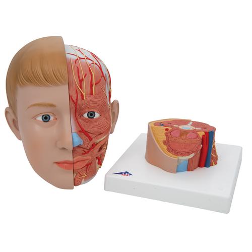 Baş ve Boyun Modeli, 4 parça - 3B Smart Anatomy, 1000216 [C07], Baş Modelleri