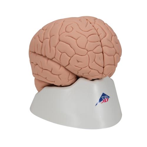 Beyin Modeli - Stand ile birlikte, 2 parça - 3B Smart Anatomy, 1000223 [C15/1], Beyin Modelleri