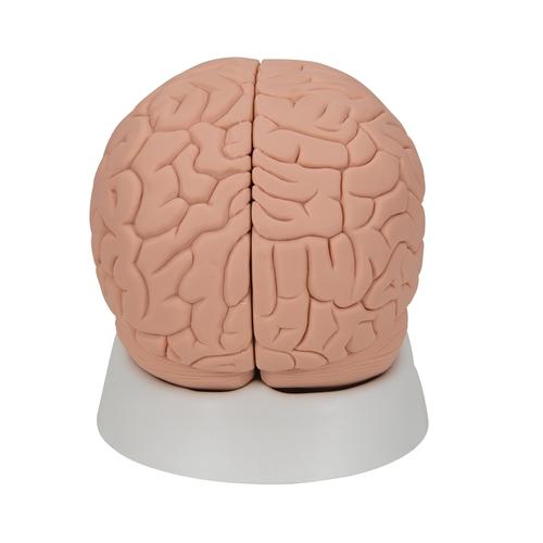 Beyin Modeli - Stand ile birlikte, 2 parça - 3B Smart Anatomy, 1000223 [C15/1], Beyin Modelleri