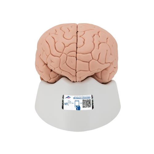 Beyin Modeli, 2 parça - 3B Smart Anatomy, 1000222 [C15], Beyin Modelleri
