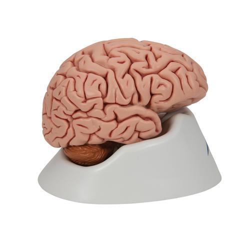 Beyin Modeli, 5 parça - 3B Smart Anatomy, 1000226 [C18], Beyin Modelleri
